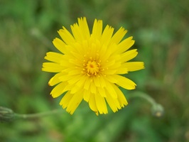 Flower at Higgins Farm Windmill IMG 4115